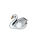 [W][Pin]Swan.백조 뱃지